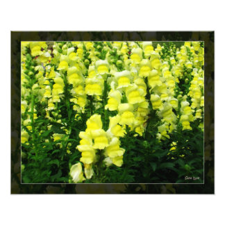 Yellow Snapdragon Field foto Afdruk