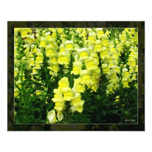Yellow Snapdragon Field foto Foto Afdruk (Voorkant)