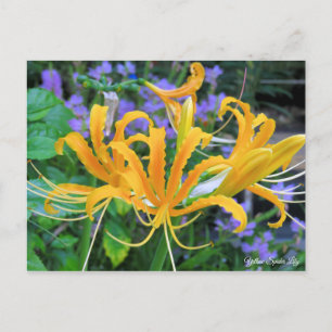 Yellow Spider Lily [Briefkaart] Briefkaart