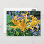 Yellow Spider Lily [Briefkaart] Briefkaart (Voorkant / Achterkant)