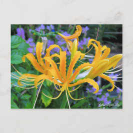 Yellow Spider Lily [Briefkaart] Briefkaart