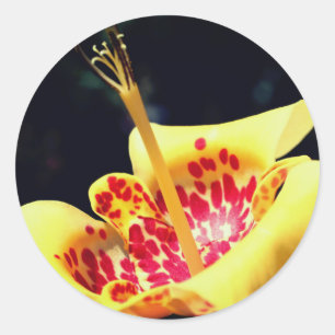 Yellow Spotted Lily Flower Ronde Sticker