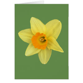 Yellow Spring Daffodil