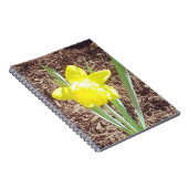 Yellow Spring Daffodil fotografie Notitieboek (Rechterzijde)