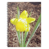 Yellow Spring Daffodil fotografie Notitieboek (Voorkant)