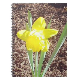 Yellow Spring Daffodil fotografie Notitieboek