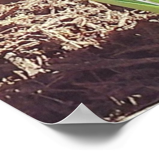 Yellow Spring Daffodil fotografie Poster (Hoek)