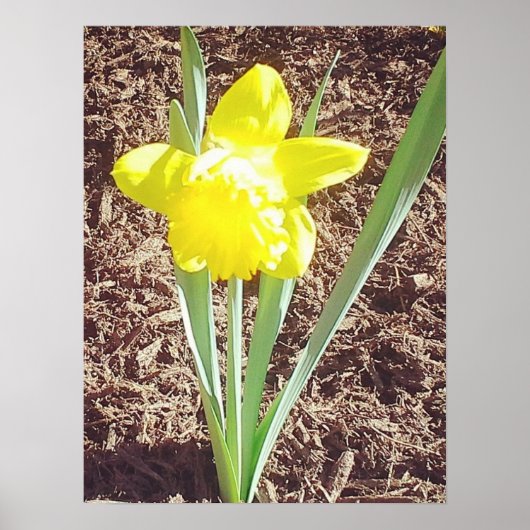 Yellow Spring Daffodil fotografie Poster (Voorkant)