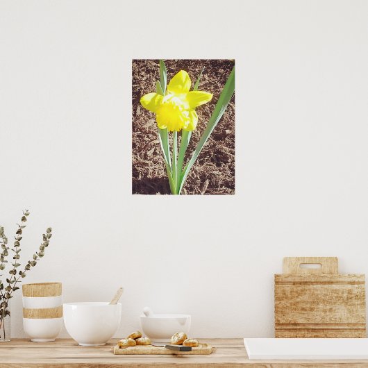 Yellow Spring Daffodil fotografie Poster (Keuken)