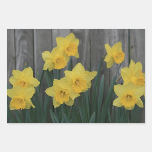 Yellow Spring Daffodil Garden Rustic Country Foto Inpakpapier Vel (Voorkant)