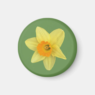 Yellow Spring Daffodil Magneet