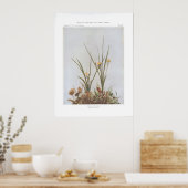Yellow Star Grass - Hypoxis hirsuta Poster (Keuken)