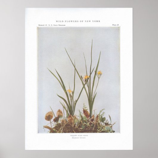 Yellow Star Grass - Hypoxis hirsuta Poster (Voorkant)