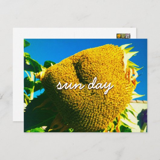 Yellow Sunflower Photo Sun Day Quote Script Briefkaart (Voorkant / Achterkant)