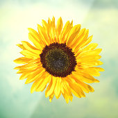 Yellow Sunflower Window Cling Raamsticker (Vel 3)