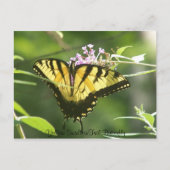 Yellow Swallow Tail Butterfly Briefkaart (Voorkant)