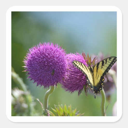 Yellow Swallow Tail vlinder Vierkante Sticker (Voorkant)