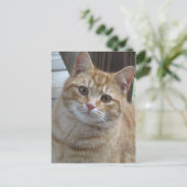 Yellow Tabby Briefkaart (Staand voorkant)