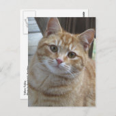 Yellow Tabby Briefkaart (Voorkant / Achterkant)