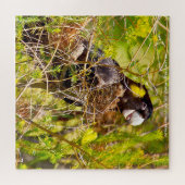 Yellow Tailed Black Cockatkato Australië Legpuzzel (Horizontaal)