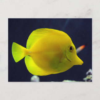 Yellow Tang Briefkaart