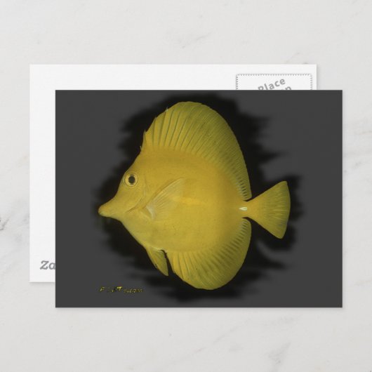 Yellow Tang - eenzaamheid Briefkaart (Voorkant / Achterkant)