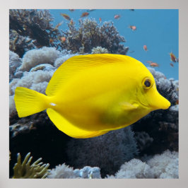 Yellow Tang Poster
