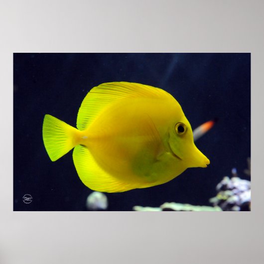 Yellow Tang Poster (Voorkant)