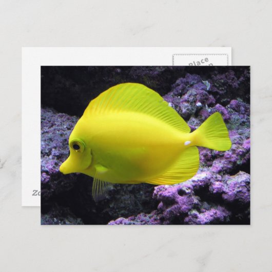Yellow Tang Reef Fish Briefkaart (Voorkant / Achterkant)