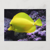 Yellow Tang Reef Fish Briefkaart (Voorkant)
