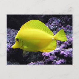Yellow Tang Reef Fish Briefkaart
