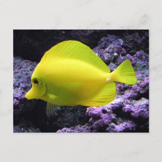 Yellow Tang Reef Fish Briefkaart (Voorkant)