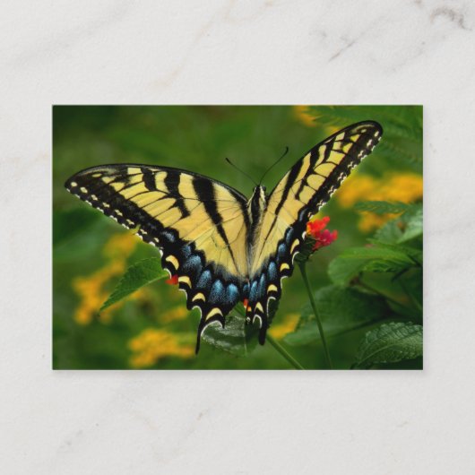 Yellow Tiger Swallowtail Butterfly ATC-kaart Visitekaartje (Voorkant)