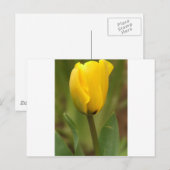 Yellow Tulip Briefkaart (Voorkant / Achterkant)