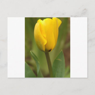 Yellow Tulip Briefkaart