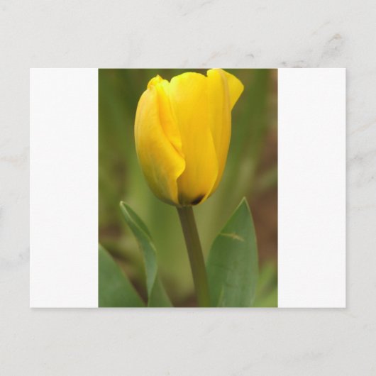 Yellow Tulip Briefkaart (Voorkant)