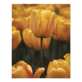 Yellow Tulip foto Afdruk