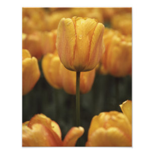 Yellow Tulip foto Afdruk