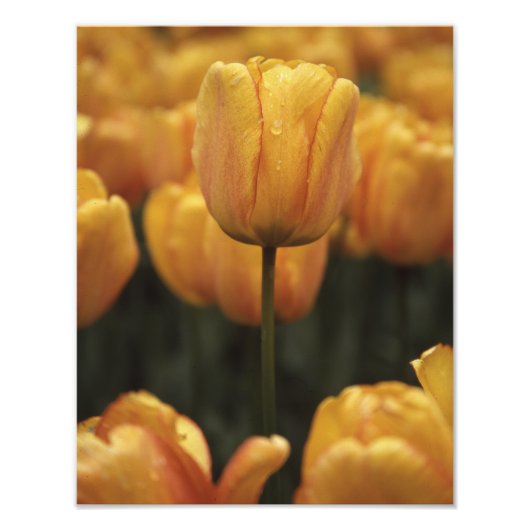 Yellow Tulip foto Afdruk (Voorkant)