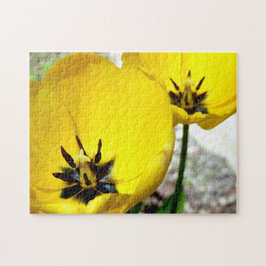 Yellow Tulip foto Puzzle Legpuzzel (Horizontaal)