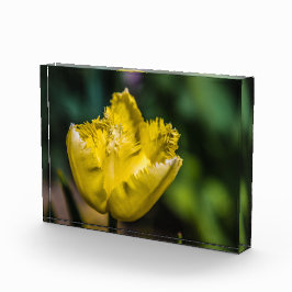 Yellow Tulip Fotoblokken