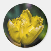 Yellow Tulip Magneet (Voorkant)