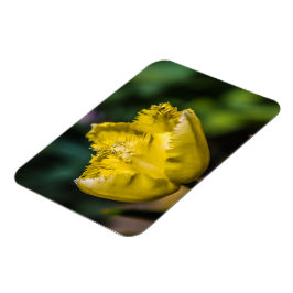 Yellow Tulip Magneet