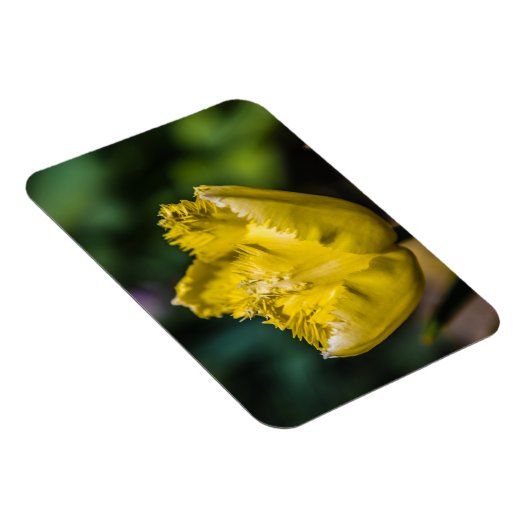 Yellow Tulip Magneet (Rechterzijde)
