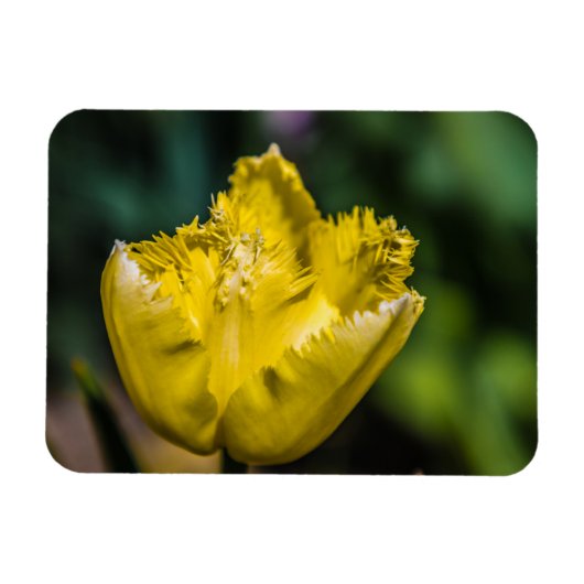 Yellow Tulip Magneet (Horizontaal)