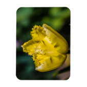 Yellow Tulip Magneet (Verticaal)