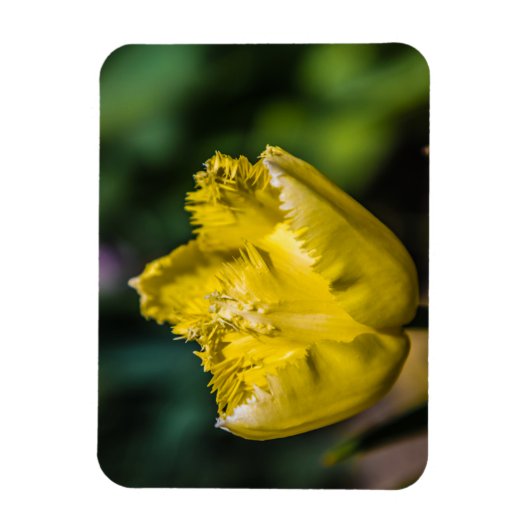 Yellow Tulip Magneet (Verticaal)