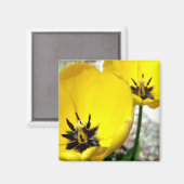Yellow Tulip Magnet (Voorkant / Achterkant)