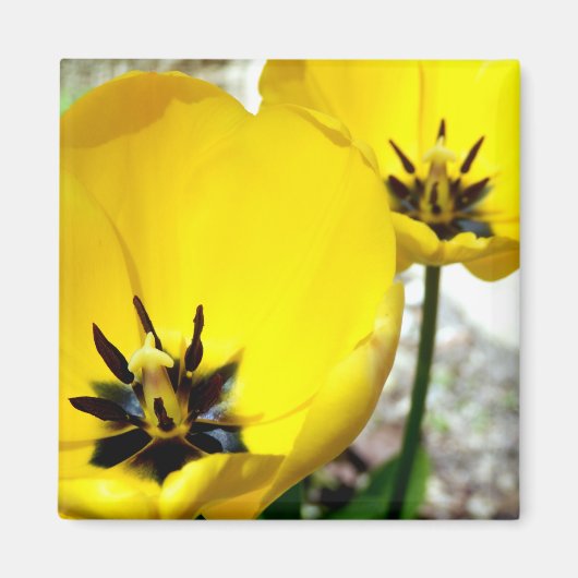 Yellow Tulip Magnet (Voorkant)