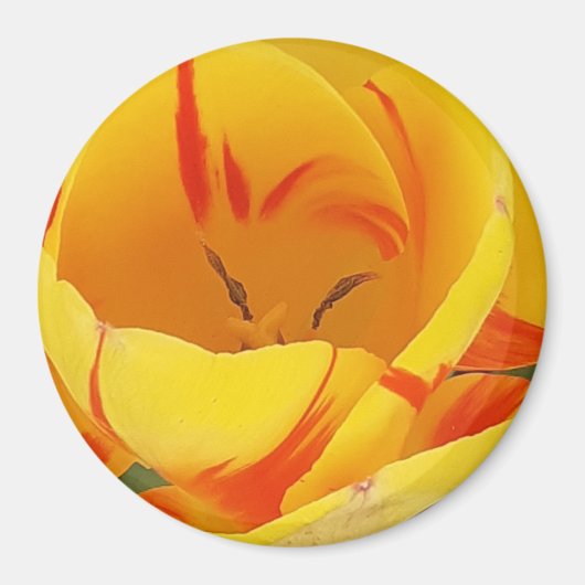 Yellow Tulip Magnet (Voorkant)
